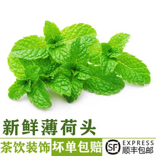 新鲜薄荷头80朵 可食用薄荷叶尖芽莫吉托调酒烘焙冰淇淋装饰点缀