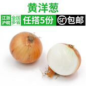 农家蔬菜 白洋葱 黄葱头 黄皮大洋葱约500g 圆葱 新鲜香料食材