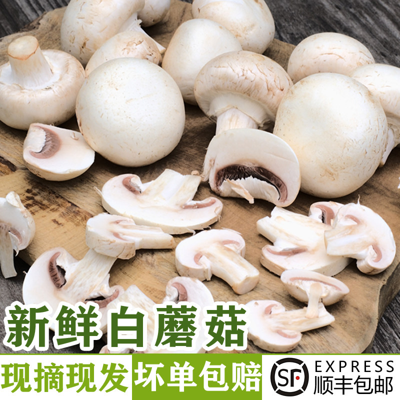 新鲜白蘑菇约1-3斤 口蘑菇食用菌菇口菇双孢菇煲汤火锅炒菜蔬菜