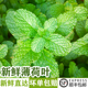 新鲜薄荷叶500g 可食用香料留兰香薄荷清凉茶烘焙调酒装 饰莫吉托