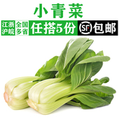 青青菜自种绿叶菜 上海青菜蔬菜农家四季 新鲜小青菜500g 现摘当季