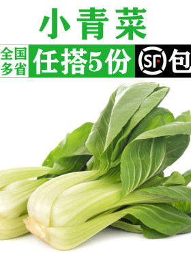 新鲜采摘小青菜农家蔬菜