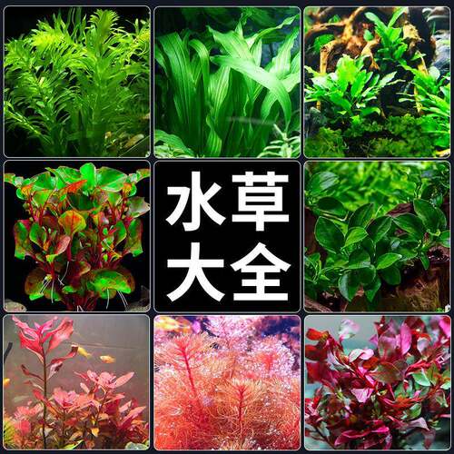 Water plant fish tank water plant landscape living water
