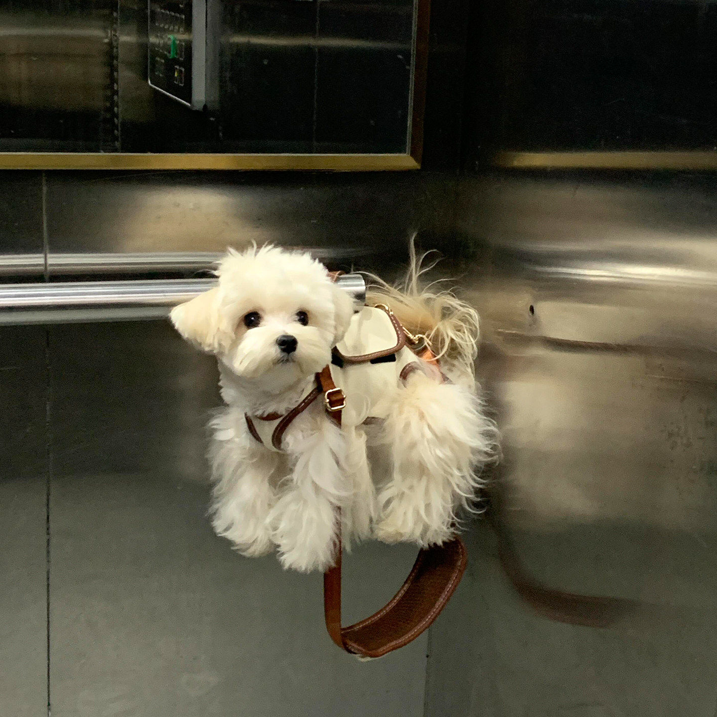 狗狗背包背带牵引绳背心胸背宠物衣服小中大型犬便携防脱外出狗绳