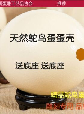 天然鸵鸟蛋壳 自家养殖鸵鸟 新蛋壳 蛋雕工艺品雕刻品 保证质量