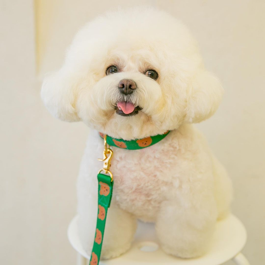 新款韩国狗狗宠物小熊可爱牵引绳泰迪比熊雪纳瑞外出项圈狗链子
