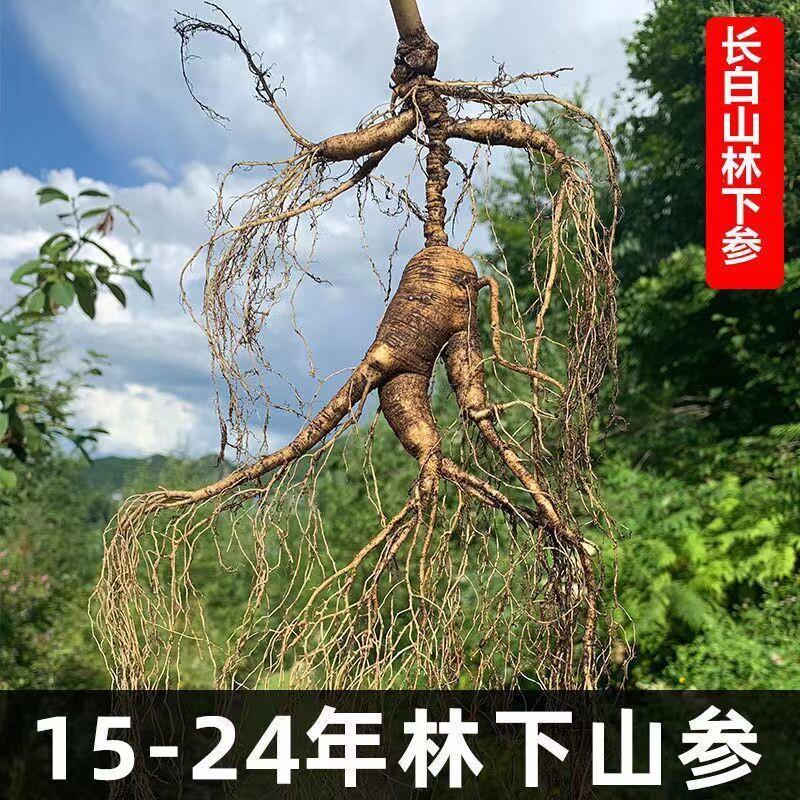 正宗林下参鲜人参长白山老山参泡酒新鲜参礼盒东北特产老人叁籽货