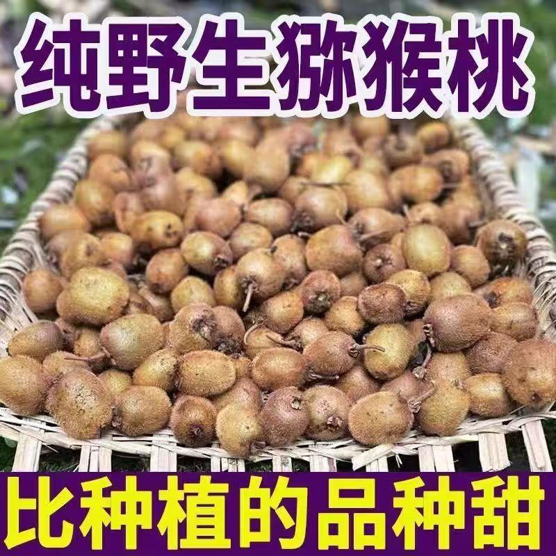 陕西秦岭正宗野生小猕猴桃水果绿心奇异果新鲜孕妇水果泡酒弥猴桃