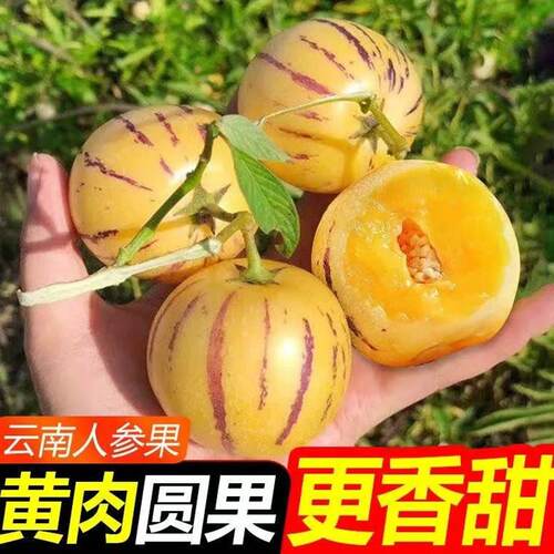 正宗云南石林人参果当季新鲜水果现摘人生果树上熟圆黄肉整箱5斤