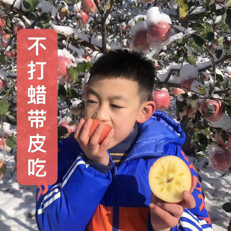 万荣雪果羊奶苹果 松脆水坏果包赔九甜一酸