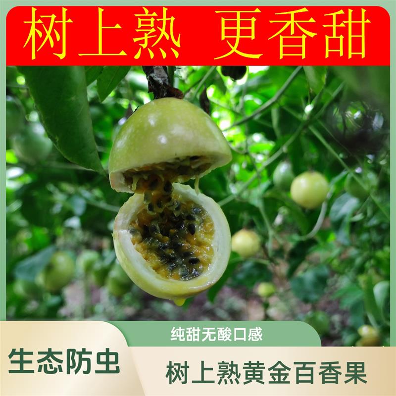钦蜜九号黄金百香果正宗新鲜水果鸡蛋果西番莲香甜多汁特级大果