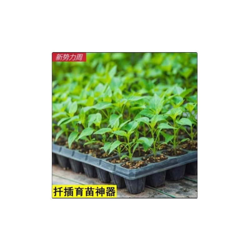 扦插育苗神器玉米秧盘辣椒多肉蔬菜西瓜专用营养钵育苗盘穴盘大号