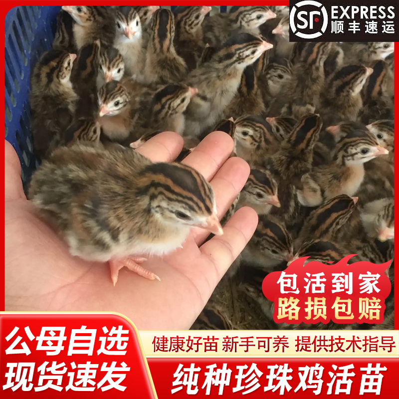纯种珍珠苗鸡正宗珍珠小鸡活苗幼苗珍珠鸡出壳苗珍珠棉鸡宠物鸡仔