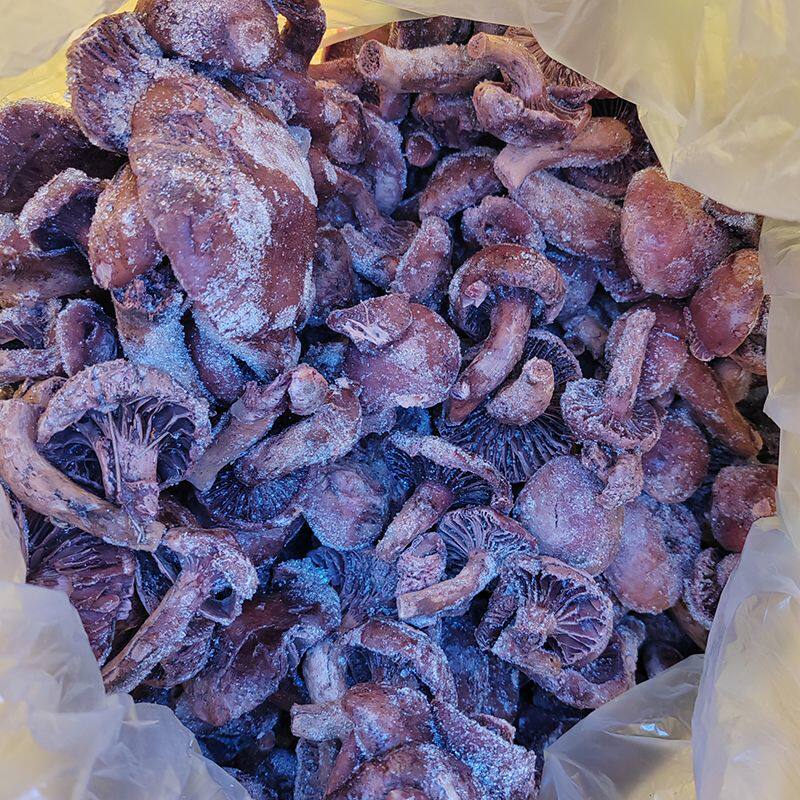 东北野生红蘑菇松树伞红松蘑小鸡炖蘑菇粗腿切新鲜速冻500克包邮