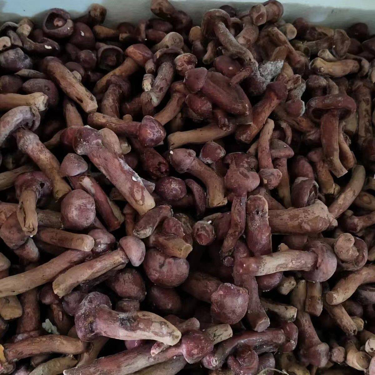 东北野生红蘑菇松树伞红松蘑小鸡炖蘑菇粗腿切新鲜速冻1000克包邮