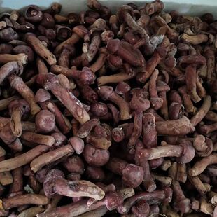 东北野生红蘑菇松树伞红松蘑小鸡炖蘑菇粗腿切新鲜速冻1000克包邮