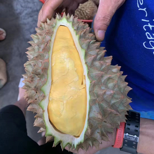 托曼尼+青尼 组合