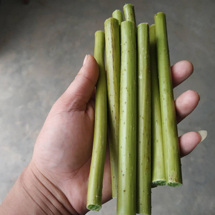 湖南天然新鲜荷花杆莲蓬杆荷叶梗荷花梗莲藕梗藕杆莲藕梗插花真杆