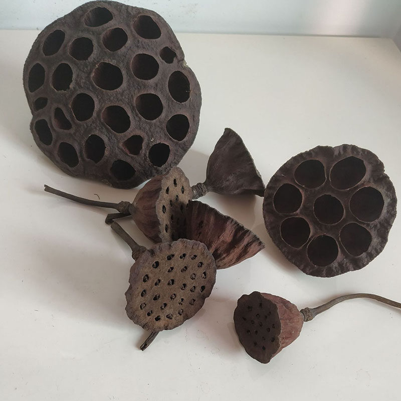 中药材莲房带籽干莲蓬壳头泡水孕妇去胎毒真莲蓬干花插花连蓬禅意