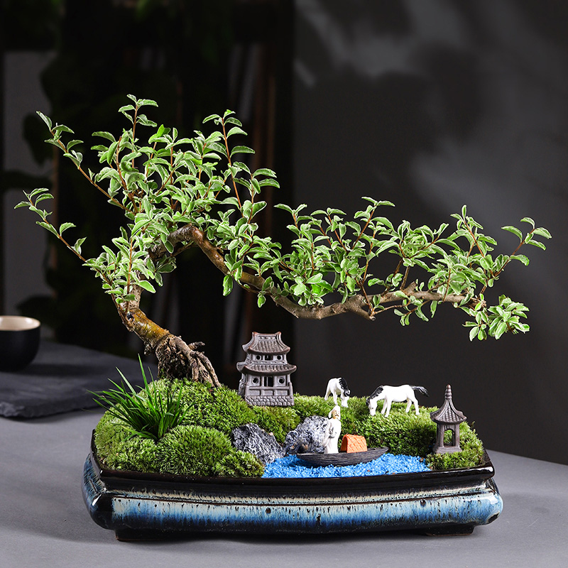 悬崖办公客厅净化空气小叶榆树