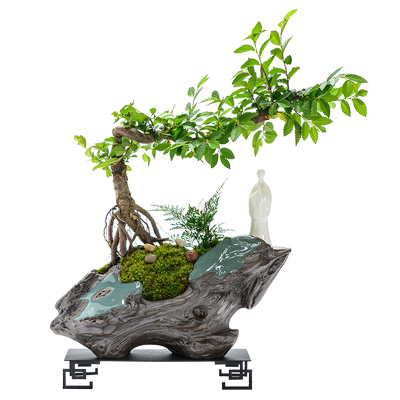 小叶室内花悬崖客厅好养榆树盆景