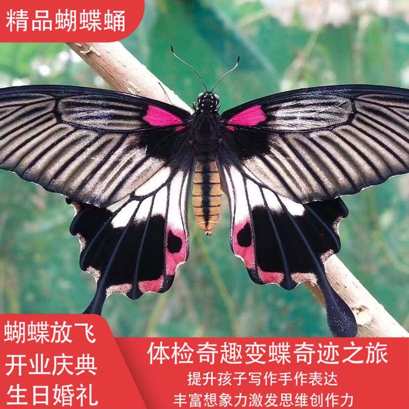 蝴蝶蛹可孵化认主卵茧幼虫笼子宠物活的养蝴蝶蛹羽化观察真蝴蝶蛹