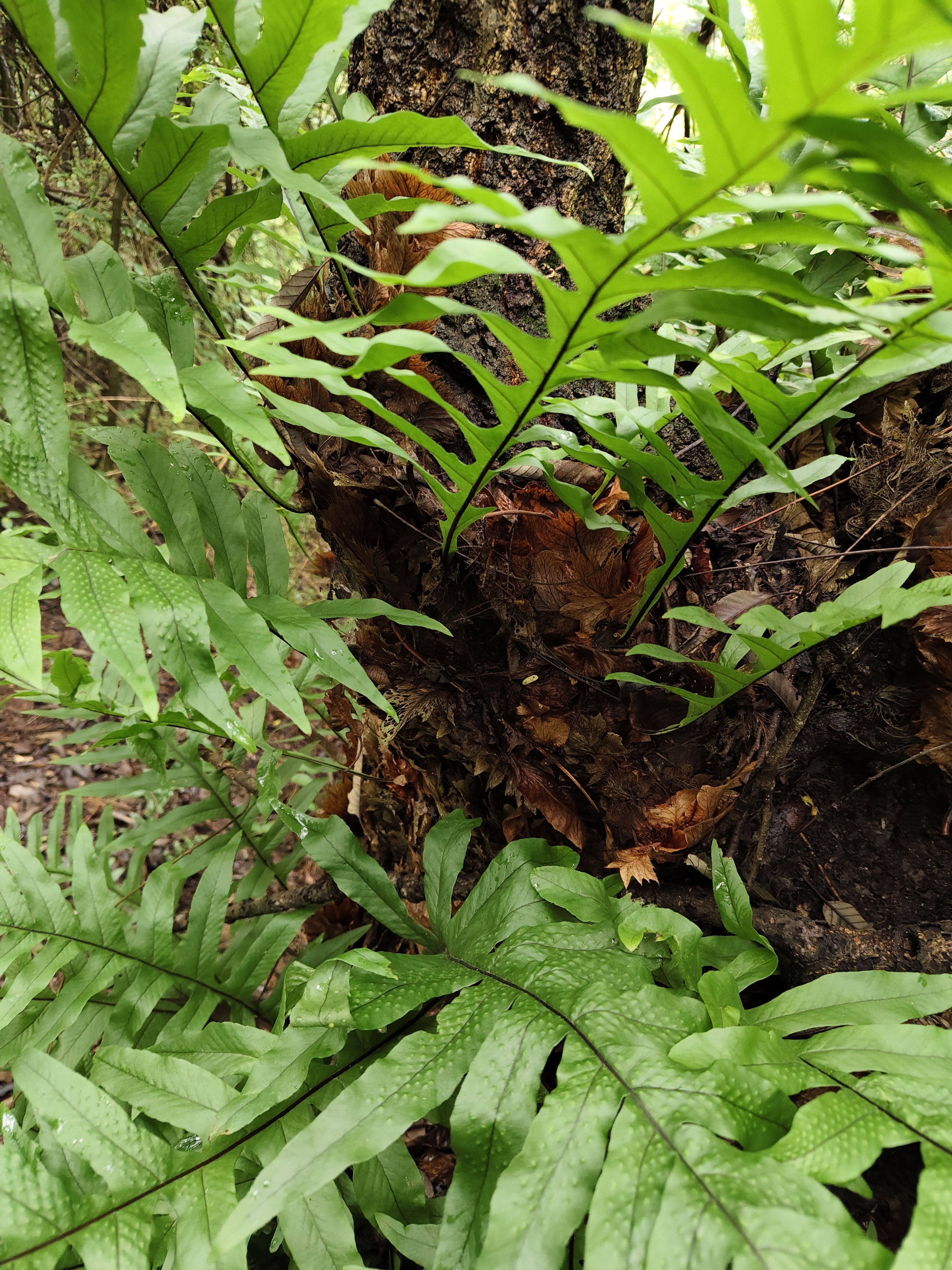 骨碎补 巴岩姜  贵州老树上岩石上自然生长 鲜干货  精选500g包邮