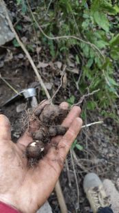 三叶青 吊葫芦  贵州货 可选货 鲜干货出 500g包邮