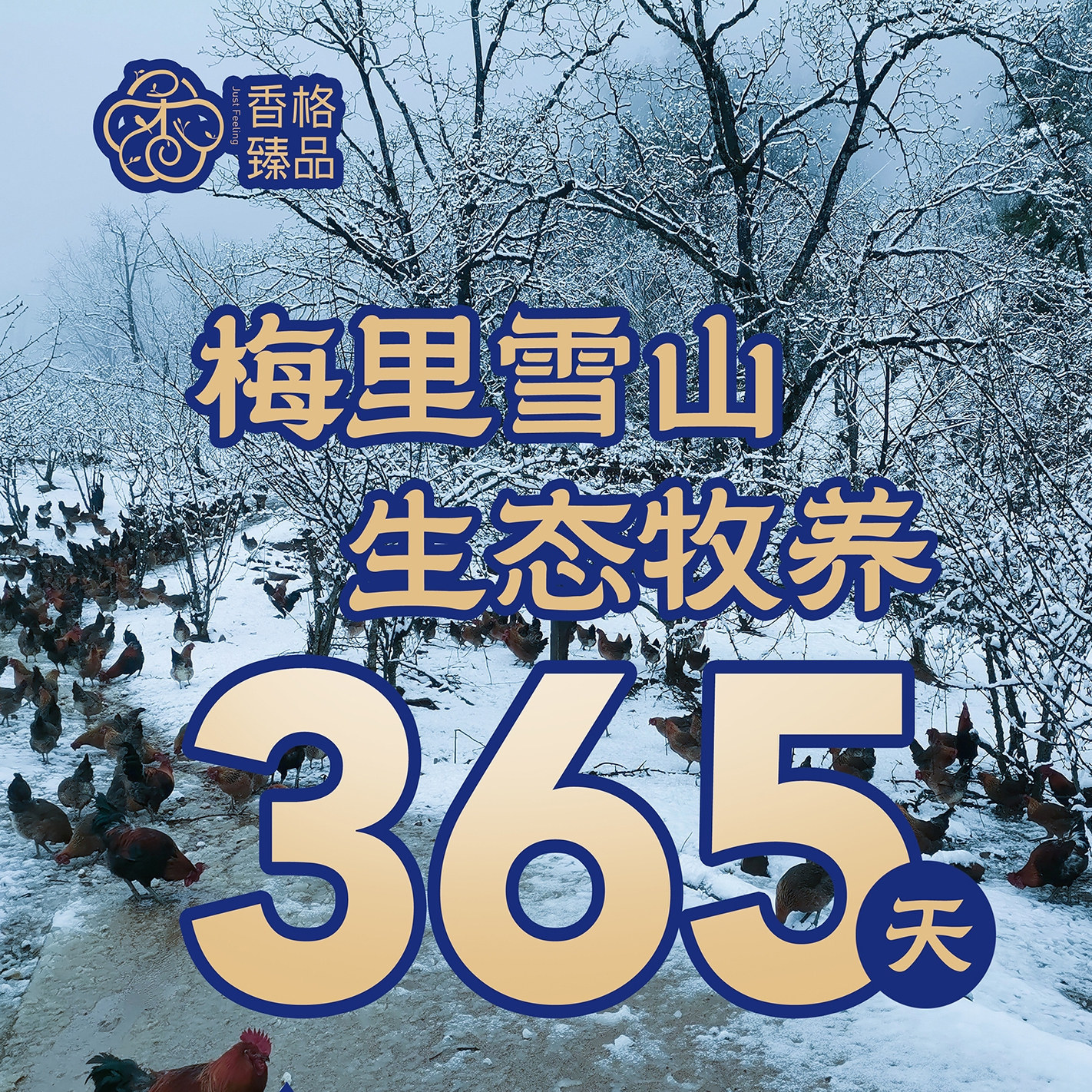 踏雪鸡藏土鸡雪山生态牧养