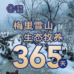 鸡中天花板梅里雪山生态牧养香格臻品踏雪鸡藏土鸡