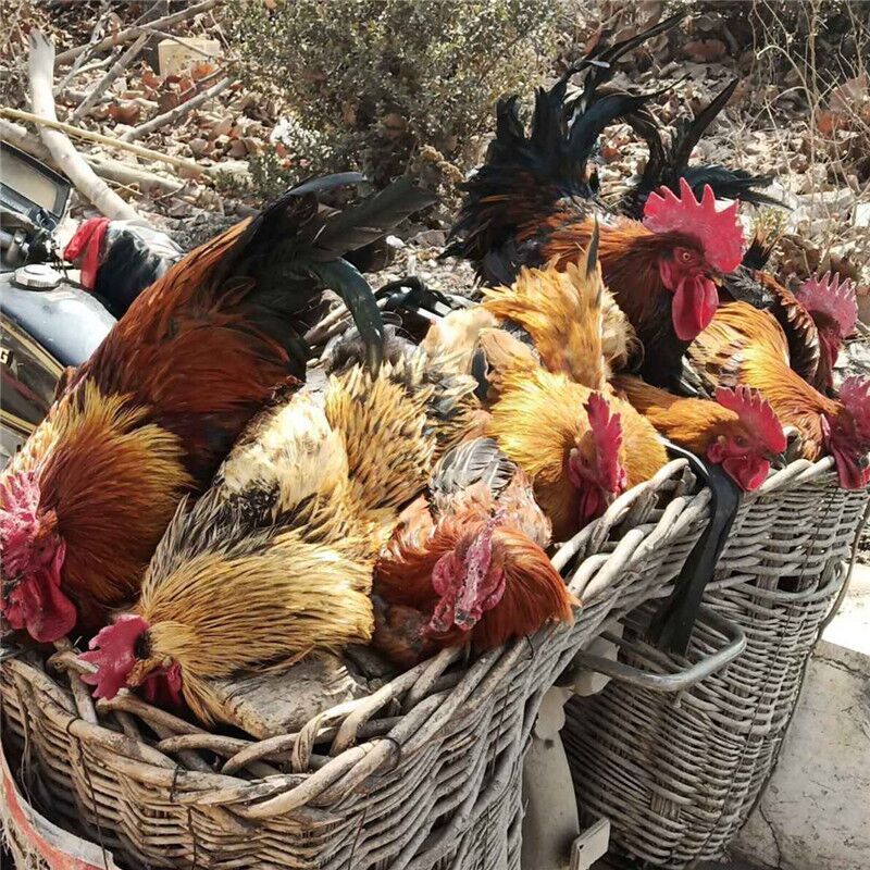 大公鸡 沂蒙山农家 散养一年老公鸡 土鸡草鸡笨鸡柴鸡顺丰包邮
