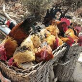 沂蒙山农家 散养一年老公鸡 土鸡草鸡笨鸡柴鸡顺丰 大公鸡 包邮