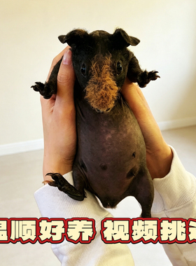网红迷你小河马无毛猪无毛豚鼠荷兰猪天竺鼠迷你小豚鼠