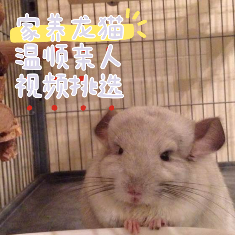 家养长毛龙猫活物萌宠送笼子长毛龙猫