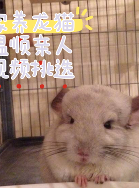 家养长毛龙猫活物萌宠送笼子长毛小龙猫活体宠物幼崽视频挑选宝宝