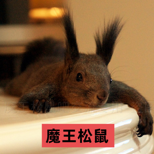 红腹松鼠魔王松鼠幼崽活物可爱粉白雪地小松鼠人工养殖新手好养活