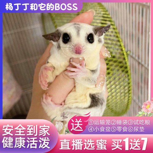Tracy S Sugar Gliders 特殊色系蜜袋鼯白蜜奶油蜜馬賽克白面白金蜜 照片 Facebook