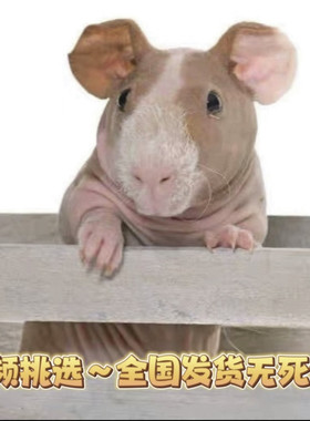 网红迷你小河马无毛猪无毛豚鼠荷兰猪天竺鼠迷你小豚鼠