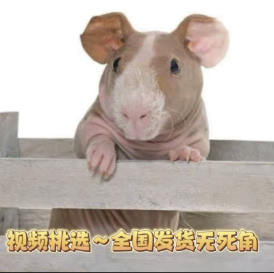 网红疫苗种迷你小河马无毛猪无毛豚鼠荷兰猪天竺鼠迷你小豚鼠