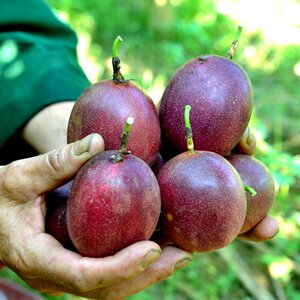 【南方水果特产价格】最新南方水果特产价格\/