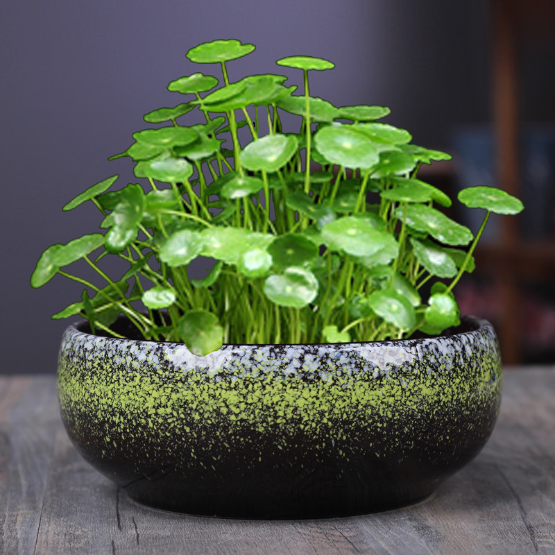 无孔大号水仙花盆陶瓷无孔铜钱草/一叶莲/碗莲盆多肉拼盘水培花盆,鲜花速递/花卉仿真/绿植园艺,花盆,淘宝优惠券,粉丝福利购,淘宝优惠卷