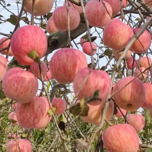 陕西铜川苹果新鲜应当季水果脆甜冰糖心丑苹果条纹红