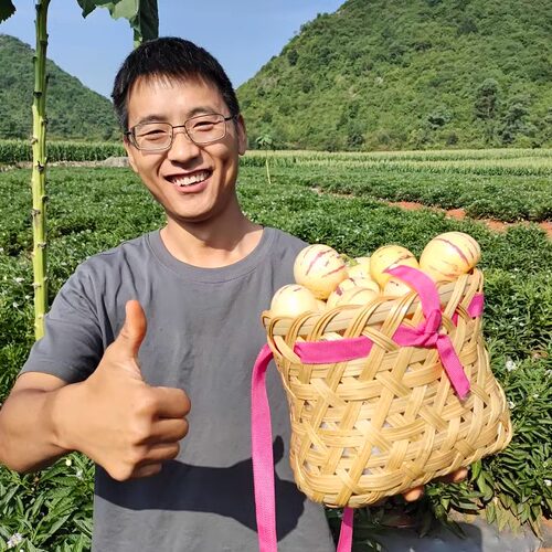 云南石林人参果果园直发树熟圆果自销全部包邮