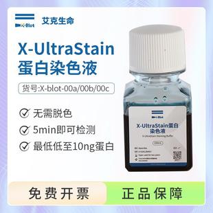 艾克生命 X-UltraStain蛋白染色液WB实验无需脱色高灵敏度方便