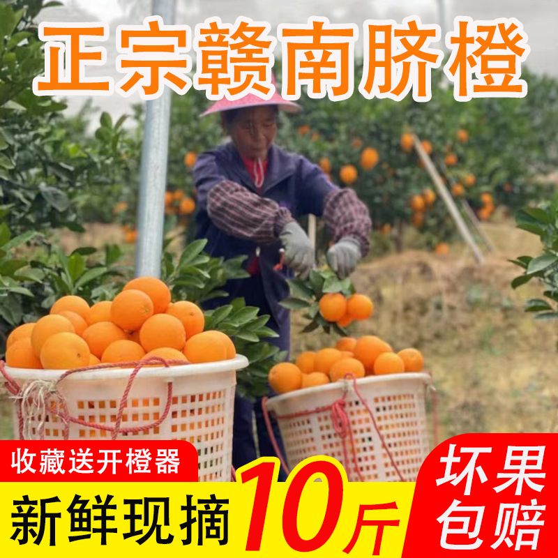 正宗赣南脐橙现摘现发新鲜不打腊不泡保鲜水10月31号前发完