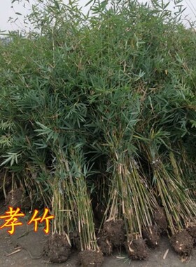 庭院风景孝顺竹凤凰竹竹子苗