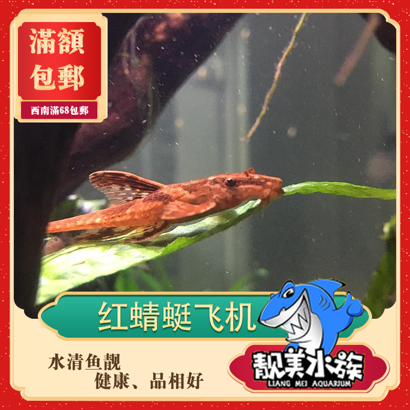 异型皇冠黑魔神枝状巴洛克红蜻蜓直升机底栖鱼草缸除藻清洁鱼活体
