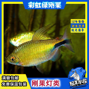 彩虹绿刚果一线吉隆灯黄金二线火焰刚果非洲灯鱼群游好养造景发光