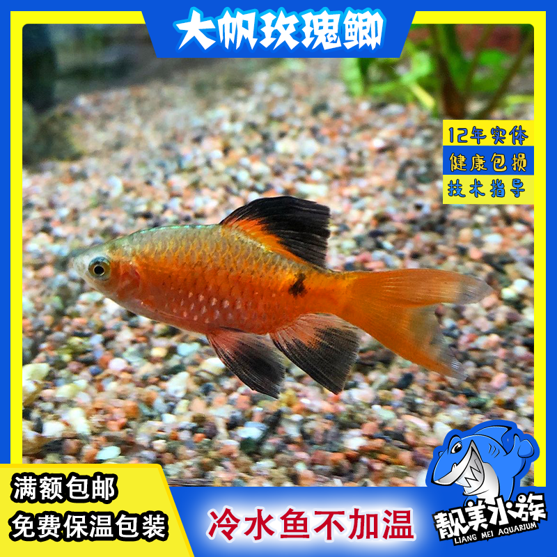 大帆玫瑰鲫元宝鲫冷水鱼小型鱼大帆玫瑰鲫草缸观赏鱼满额包邮