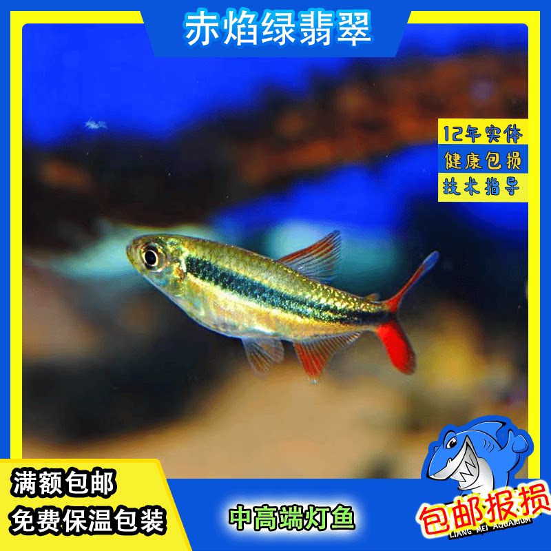 稀有品种南美进口赤焰绿翡翠灯鱼